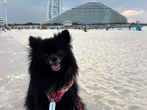 Stylish pup Mochi takes over the UAE with doggy parties, staycations, and supermarket runs in Dubai