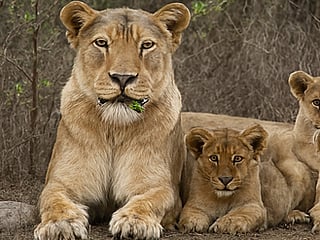 India’s Asiatic lions rebound after decades