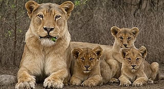 Gujarat’s lion boom: How human-lion coexistence is turning into a conservation test