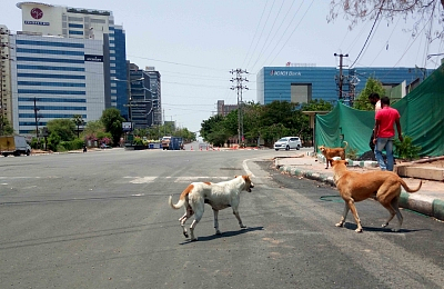 Supreme Court orders immediate removal of stray dogs from Delhi-NCR streets.