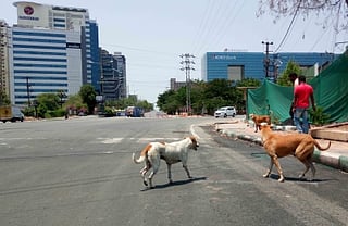 Supreme Court orders immediate removal of stray dogs from Delhi-NCR streets.