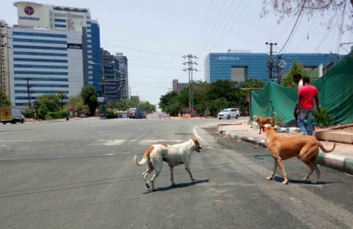 Indiens oberstes Gericht ordnet an, streunende Hunde von den Straßen ...