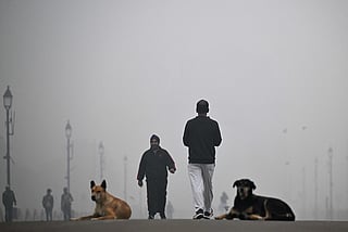 Indian activists protest order to remove Delhi's stray dogs