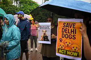 India must rethink how it handles its stray dog crisis