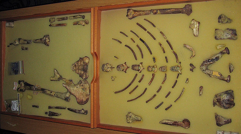 The framed hominid fossil "Lucy," is seen at an exhibition at the Ethiopian Natural History Museum in the Ethiopian capital of Addis Ababa, Tuesday, Oct. 24, 2006. 