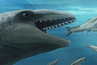 Scientists discover ancient whale with Pokémon face and predator bite