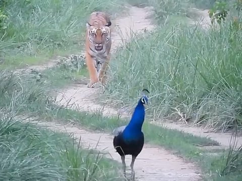 Video: Tiger and peacock's rare stroll captured on India's Independence Day