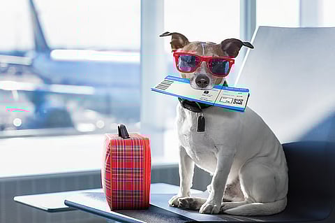 Dubai’s Fly JetPets launches in-cabin pet travel service amid rising global demand