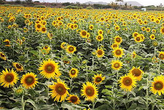 India’s Kerala glows with sunflower fields for Onam