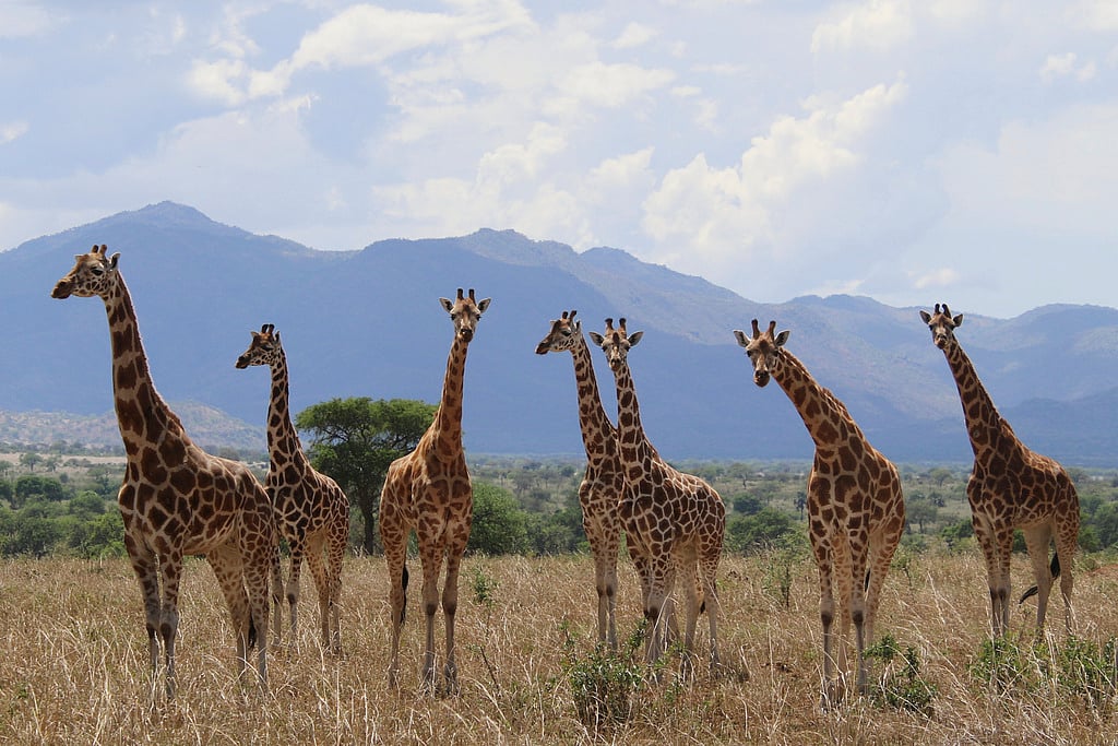 This photo provided by Michael Brown with the International Union for Conservation of Nature in August 2025 shows a herd of northern giraffes (Giraffa camelopardalis) in Uganda's Kidepo Valley National Park. 
