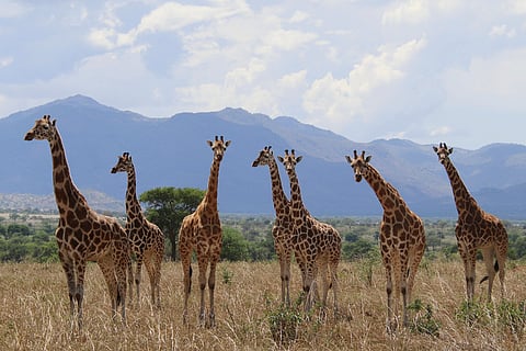 This photo provided by Michael Brown with the International Union for Conservation of Nature in August 2025 shows a herd of northern giraffes (Giraffa camelopardalis) in Uganda's Kidepo Valley National Park. 