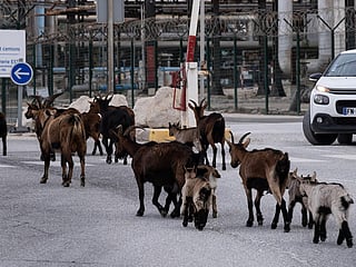 You’ve goat to be kidding! Thousands of goats invade the Marseille suburbs in France