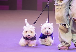 Shanghai’s Asia Pet Fair attracts pet lovers nationwide