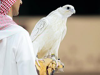 Saturday night’s highlight was the sale of a Super White Pure Gyr Farkh from US-based RX farm, which fetched SR1.2 million — the highest price at this year’s auction so far.