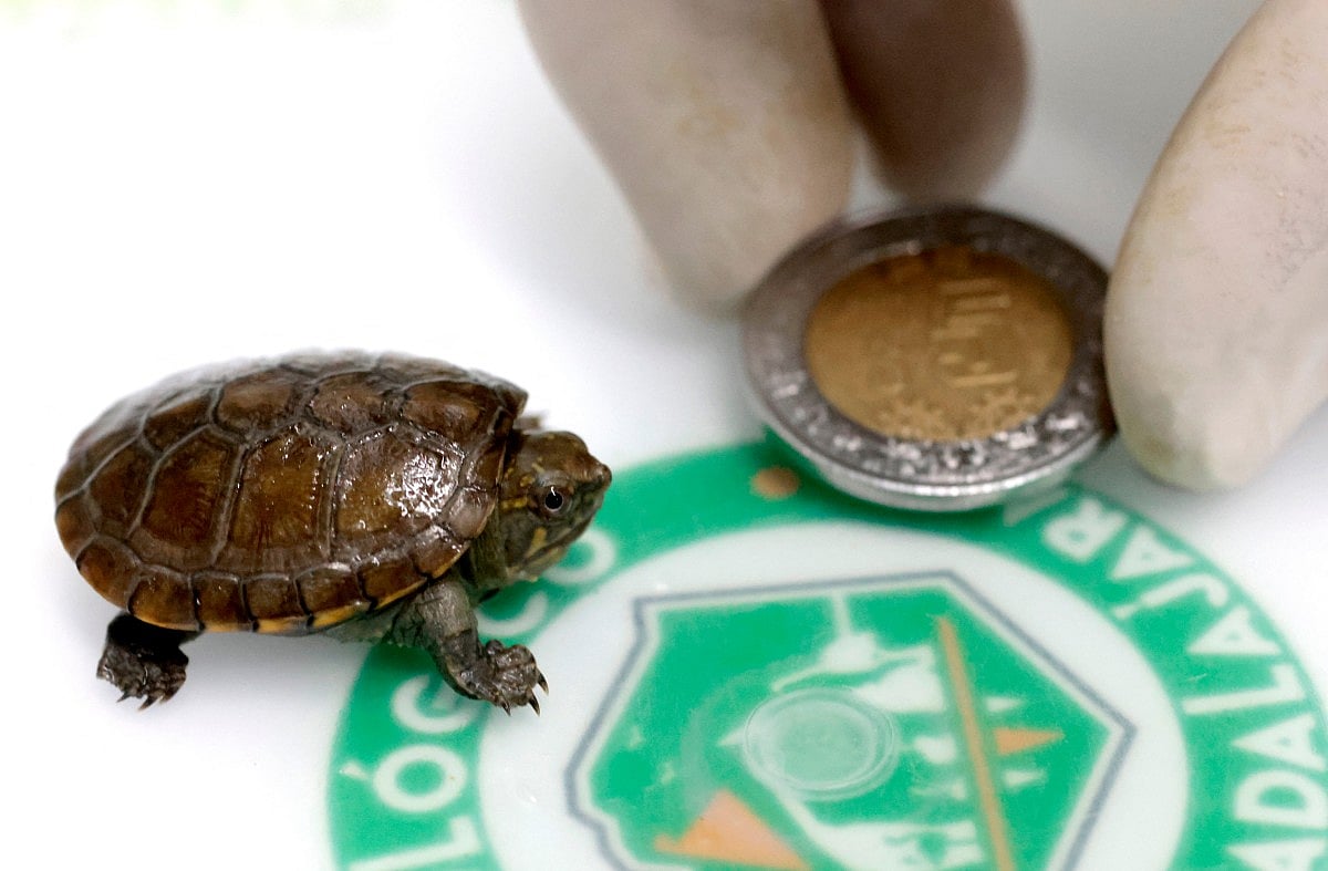 A critically endangered turtle, a species so small it fits in your palm, has been successfully bred in captivity for the first time.