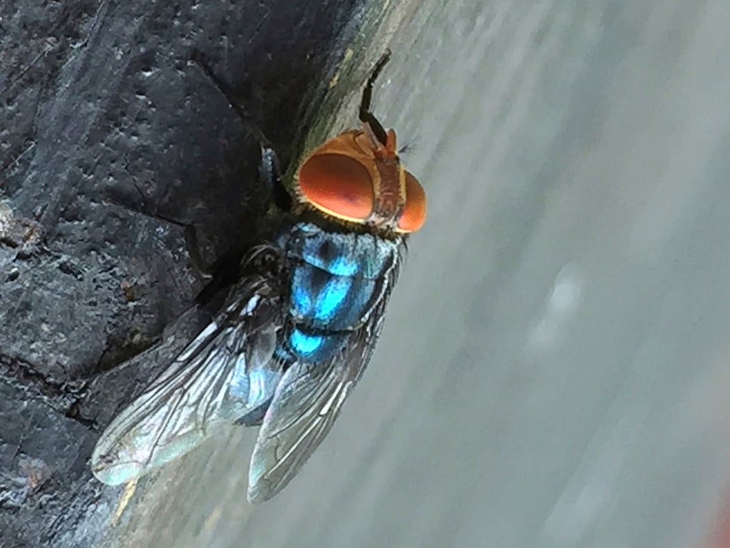 An adult New World screwworm fly.  