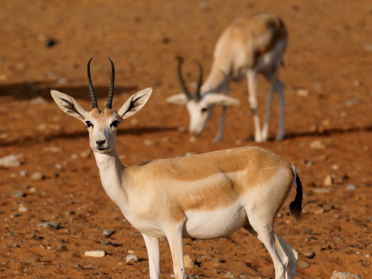 Sharjah’s Mleiha National Park (MNP) has emerged as a beacon of desert conservation, offering visitors the rare chance to experience the Arabian Peninsula’s natural wonders up close. Spanning 34.2 square kilometres, the park represents a successful model of eco-tourism that blends heritage, biodiversity, and sustainability.