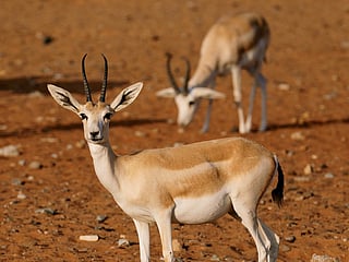 Sharjah’s Mleiha National Park (MNP) has emerged as a beacon of desert conservation, offering visitors the rare chance to experience the Arabian Peninsula’s natural wonders up close. Spanning 34.2 square kilometres, the park represents a successful model of eco-tourism that blends heritage, biodiversity, and sustainability.