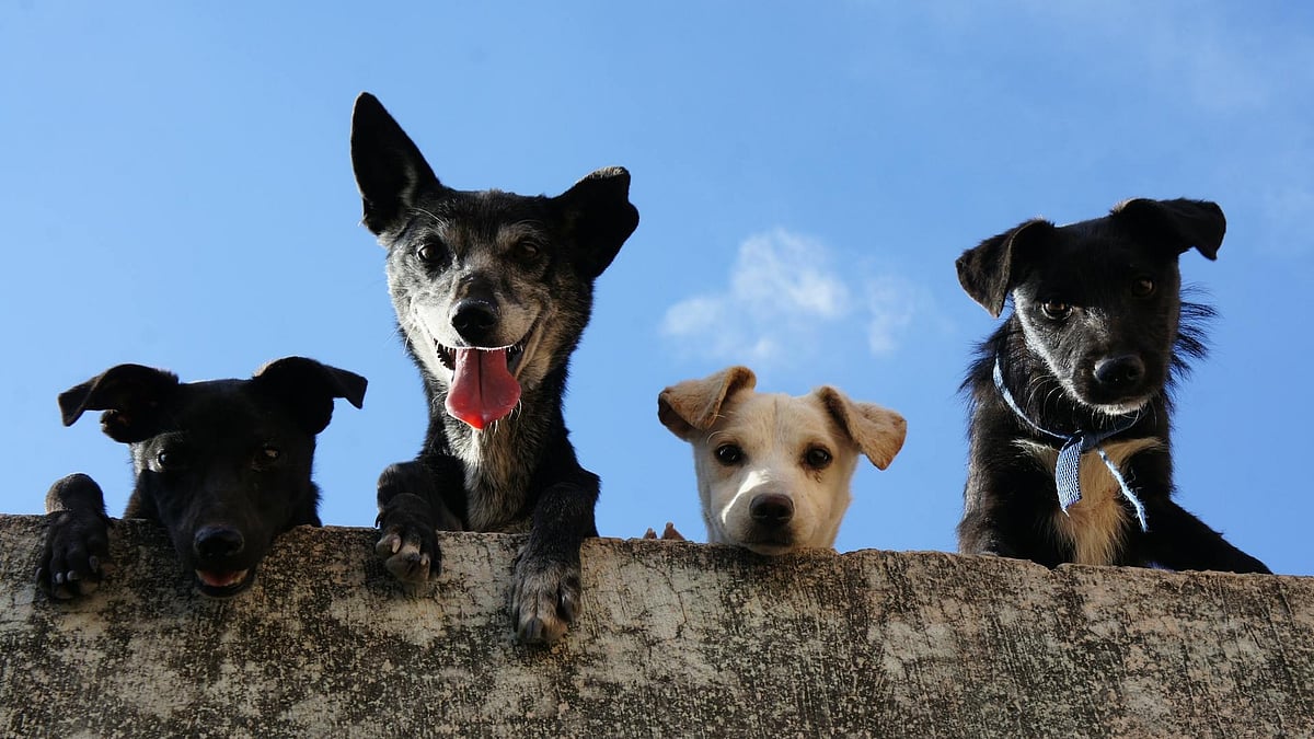 Animal advocate Chiku Singh shares her journey of rescuing dogs across three countries and calls for humane, systemic solutions to the global stray dog crisis.