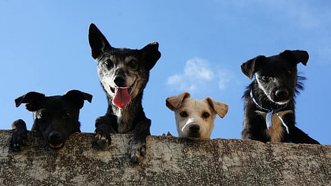 Animal advocate Chiku Singh shares her journey of rescuing dogs across three countries and calls for humane, systemic solutions to the global stray dog crisis.