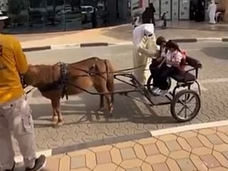 Back-to-school in style: Al Ain siblings arrive by horse-drawn carriage