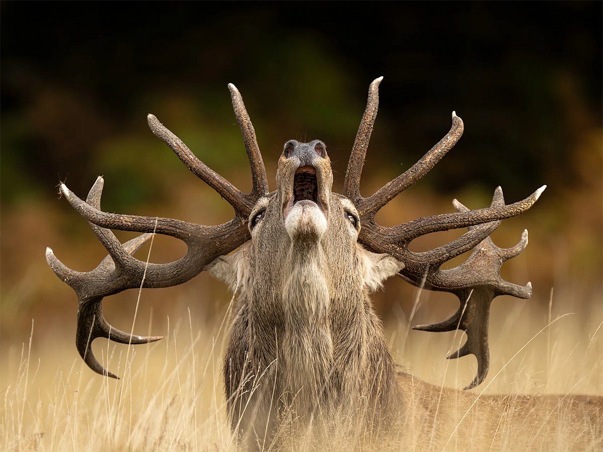 The first images from the Wildlife Photographer of the Year 2025 competition have been unveiled by London’s Natural History Museum, chosen from a record 60,636 entries worldwide. From a lion facing down a cobra in the Serengeti to magnified mould spores in a British woodland, the photographs capture the diversity, beauty, and fragility of the natural world. The powerful selection highlights humanity’s relationship with nature, offering a striking preview ahead of the winners’ announcement on 14 October 2025. Above, “Rutting Call” — A red deer stag stands tall in Bradgate Park, Leicestershire. Captured by UK photographer Jamie Smart, the image was highly commended in the under-10s category of the 2025 Wildlife Photographer of the Year awards.