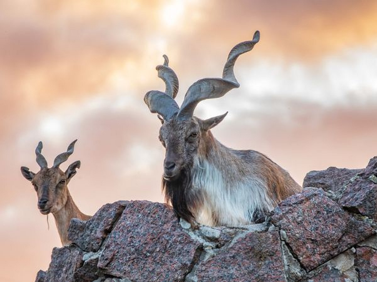Markhor: Warum die Jagd auf Pakistans Nationaltier so selten und ...