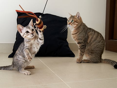 Free course by AWAD and Microchipped.ae helps Abu Dhabi residents care for stray cats. Training covers feeding, sterilisation, and colony care to keep community cats safe.
