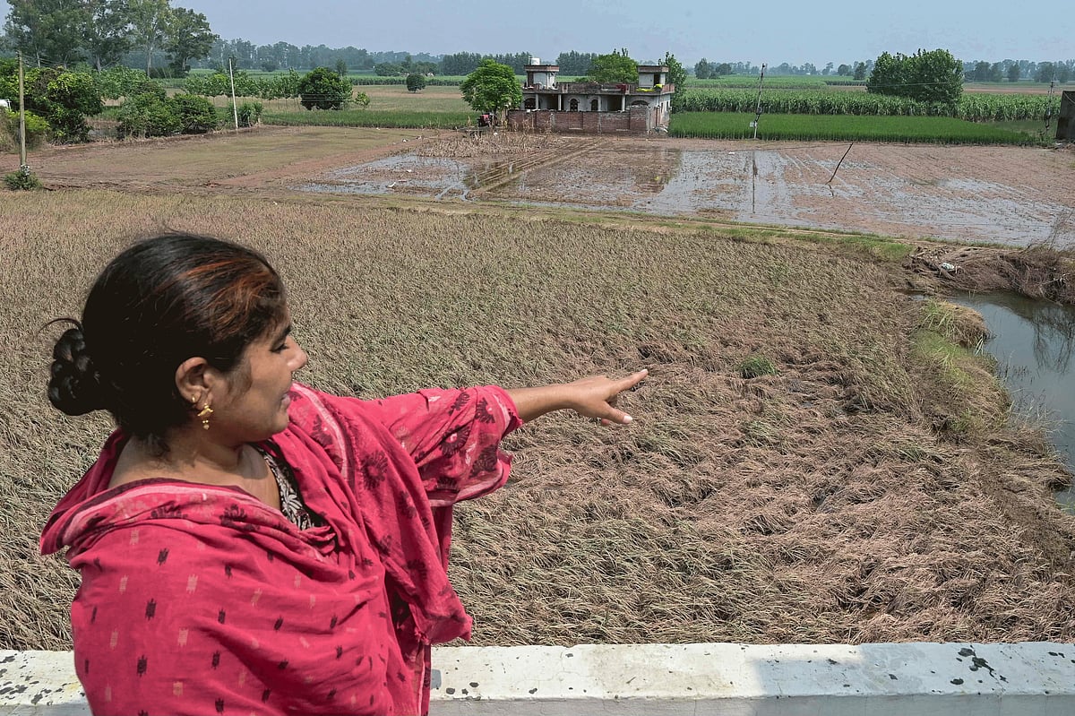 A villager shows her damaged paddy crop after the Ravi River overflowed following the monsoon rains in the village of Shehzada on the outskirts of Amritsar in India's Punjab state.  