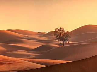 On the way to Al Ain, the desert reveals a stunning panorama of golden sands and rusty dunes. Sunlight, shadows, and warm breezes create a mesmerising tapestry of colours, capturing the timeless beauty of this arid wonderland. Captured by Gulf News reader Naveen Aggarwal.