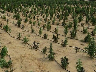 Egypt busts billion-pound drug farm in desert raid