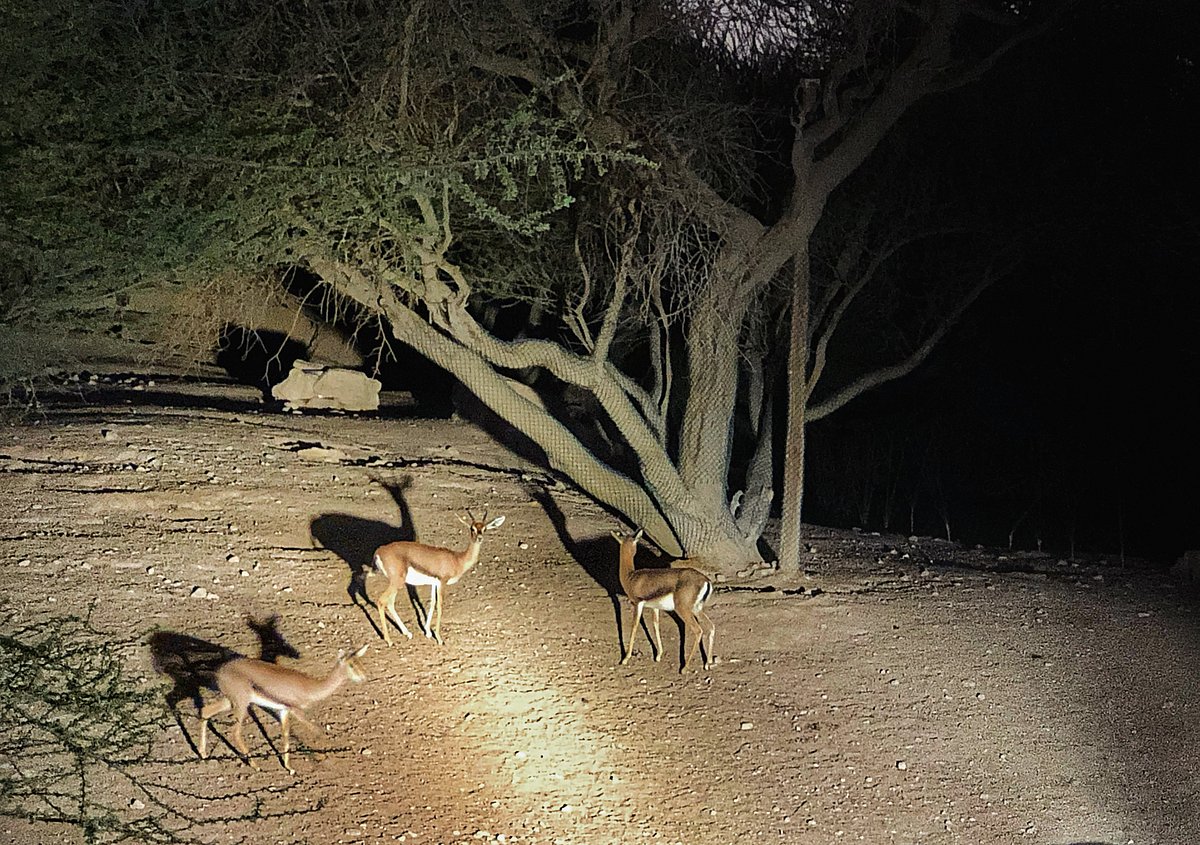 See the animals in their natural habitat during the night zoo safari at Al Ain Zoo — a mesmerising sight captured by reader Naveen Agarwal.