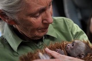 British anthropologist and primatologist Jane Goodall holds a baby Cariblanco monkey (cebus capucinus) during her visit to the Rehabilitation Center and Primate Rescue, in Peñaflor, 36 km southwest from Santiago, on November 23, 2013, as part of her activities while visiting Chile.