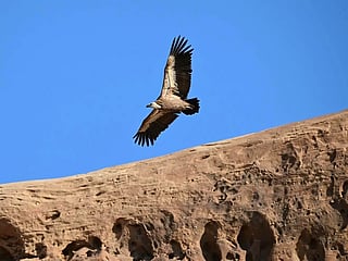 Endangered vulture spotted soaring over AlUla skies