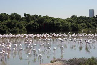 Reader Ranaditya Singh Rathore captures the tranquil beauty of Ras Al Khor Wildlife Sanctuary, home to flamingos and a diverse array of birdlife, showcasing the UAE’s natural charm through his lens.