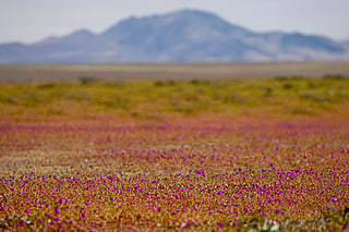 Look: Flowers cover Chile's Atacama Desert in spring