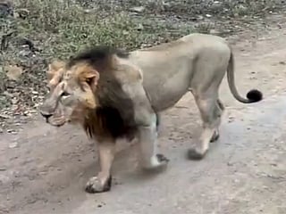 The zoo confirmed that Sheryaar is in good health and has settled back into his enclosure.