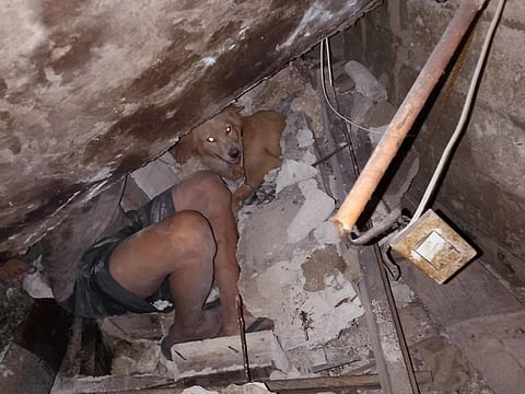 'Hero dog' saves family during 6.9 magnitude earthquake in Cebu