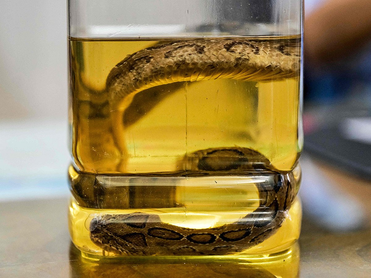 This photograph taken on September 23, 2025, shows a specimen of the venomous snake species Russell's viper, preserved in formalin at the Rajshahi Medical College Hospital in Rajshahi. 