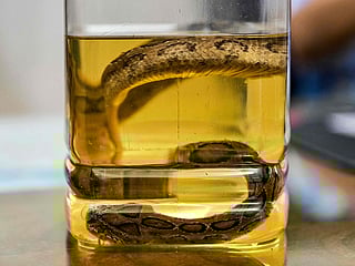 This photograph taken on September 23, 2025, shows a specimen of the venomous snake species Russell's viper, preserved in formalin at the Rajshahi Medical College Hospital in Rajshahi. 