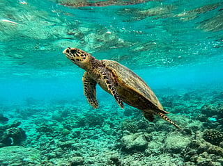   Baa Atoll in Maldives.