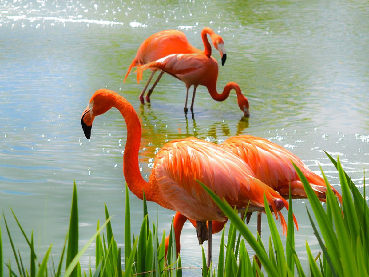 Under the agreement, both parties will develop research and conservation programmes