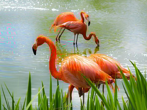Under the agreement, both parties will develop research and conservation programmes