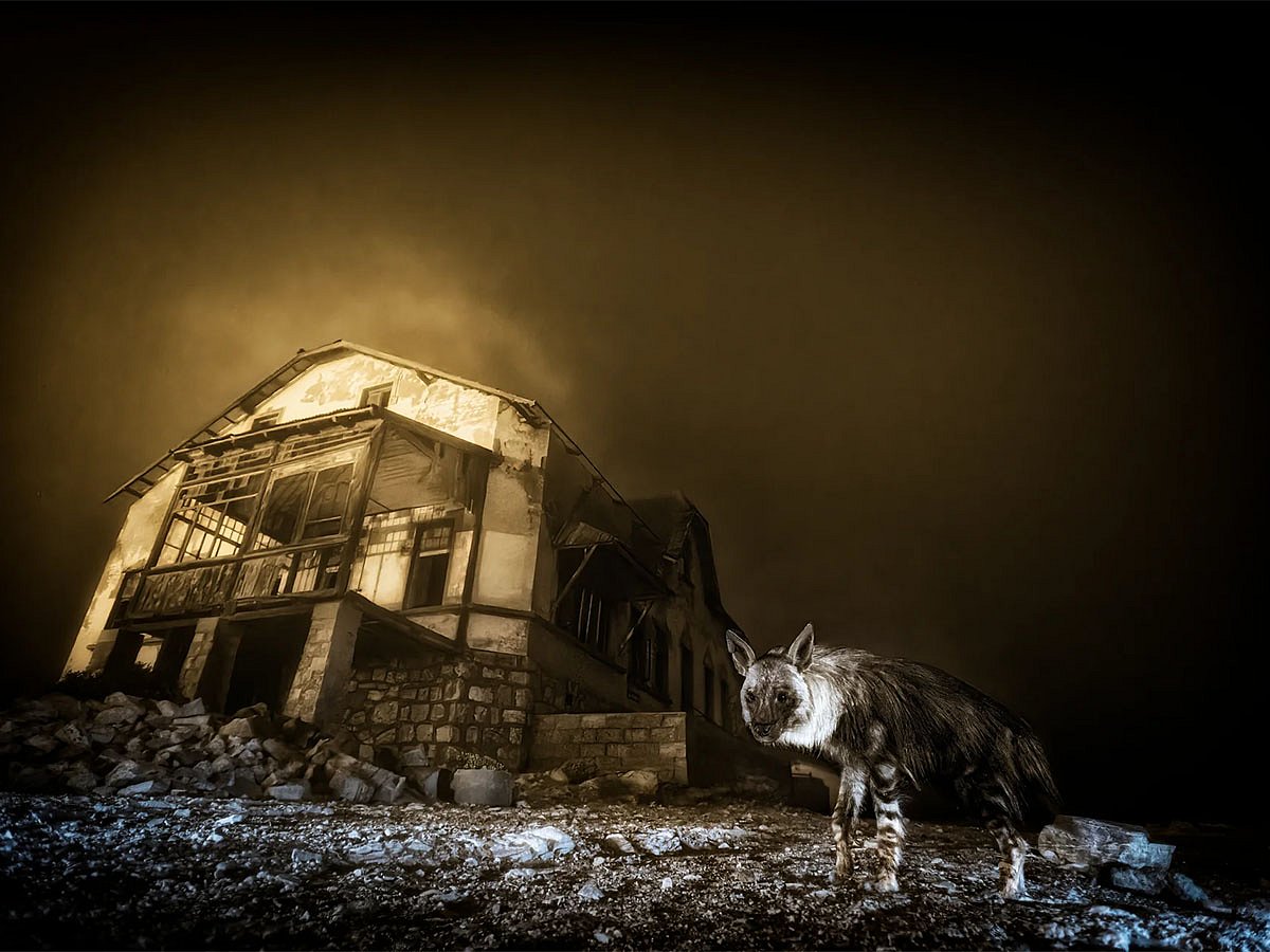 A brown hyena roams the eerie, sand-filled streets of Kolmanskop, a long-abandoned diamond mining town near Lüderitz, Namibia. Captured by South African photographer Wim van den Heever using a night-time camera trap, the haunting image titled Ghost Town Visitor won both the Urban Wildlife and Overall titles at the 2025 Wildlife Photographer of the Year awards.
