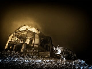 A brown hyena roams the eerie, sand-filled streets of Kolmanskop, a long-abandoned diamond mining town near Lüderitz, Namibia. Captured by South African photographer Wim van den Heever using a night-time camera trap, the haunting image titled Ghost Town Visitor won both the Urban Wildlife and Overall titles at the 2025 Wildlife Photographer of the Year awards.
