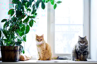 Pets are stress-busters in fur coats, adding warmth, humour, and chaos.