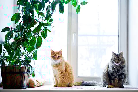 Pets are stress-busters in fur coats, adding warmth, humour, and chaos.
