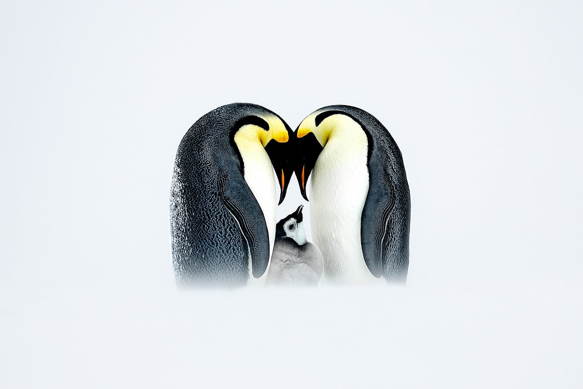 “A penguin chick finds solace while nestled within the warm embrace of its devoted parents amidst the icy expanse. This tender display of familial unity speaks volumes about the resilience and fortitude of life in one of the harshest environments on Earth.”

