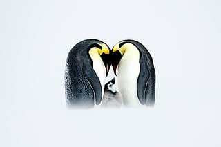 Photo by Grand Prize winner Thomas Vijayan shows a penguin chick nestled within the warm embrace of its devoted parents amidst the icy expanse of the Antarctic.
