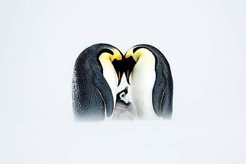 Photo by Grand Prize winner Thomas Vijayan shows a penguin chick nestled within the warm embrace of its devoted parents amidst the icy expanse of the Antarctic.
